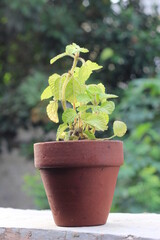 Mint, Small Plant in the morning sun shine
