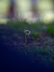 Diente de Le&oacute;n