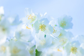 Spring natural  background with bright blooming jasmine. Spring floral background