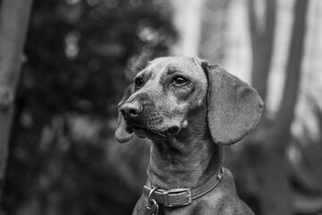 Retrato Perro Salchicha