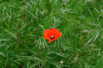 Bright Red Poppie On The Edge Of The Field