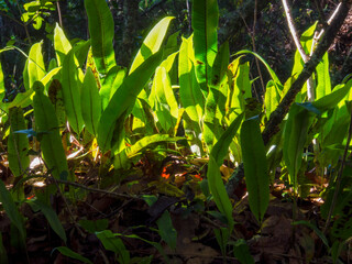 A bunch of hart's-tongue fern fronds illuminated by the sunlight in an oak forest in the central Andean mountains of Colombia, near the colonial town of Villa de Leyva.