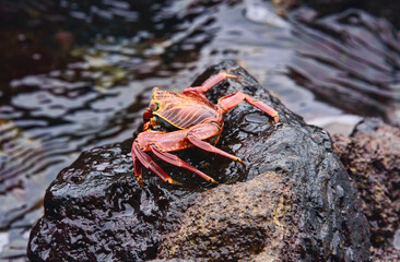 Sally Lightfoot crab (grapsus grapsus), Isla Santa Cruz, Galapagos Islands, Ecuador