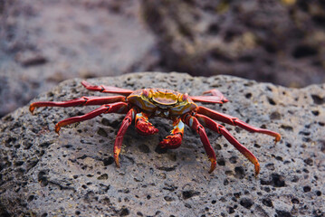 Sally Lightfoot crab (grapsus grapsus), Isla Santa Cruz, Galapagos Islands, Ecuador