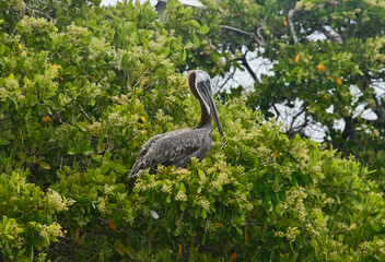 Brown pelican (Pelecanus occidentalis), Isla Santa Cruz, Galapagos Islands, Ecuador 