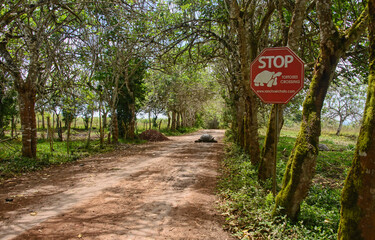 Road sign for Galapagos giant tortoise (Chelonoidis nigra), El Chato Reserve, Galapagos Islands, Ecuado