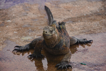 Marine iguana (Amblyrhynchus cristatus), Isla Santa Cruz, Galapagos Islands, Ecuador
