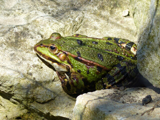 Pool Frog Rana Lessone