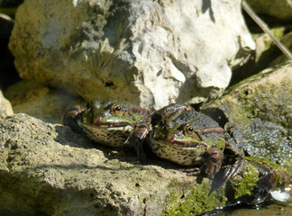 Pool Frog Rana Lessone