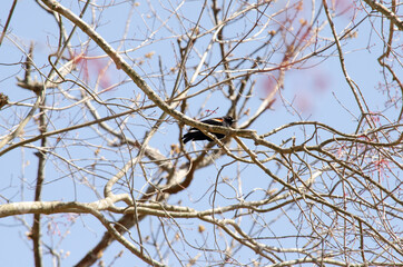 Red-winged Blackbird