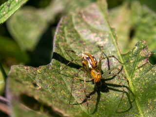 Macro photography of a lynx spider on a leaf, captured in a garden near the colonial town of Villa de Leyva, in the central Andean mountains of Colombia.
