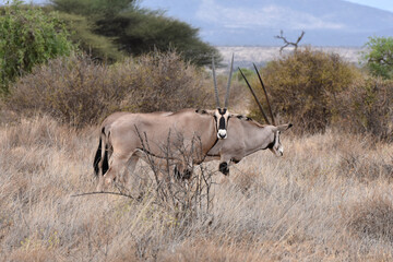 Naklejka na ściany i meble Oryx in Samburu National Reserve, Kenya