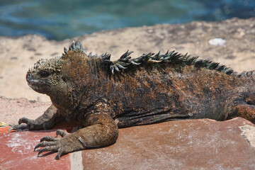 Marine iguana (Amblyrhynchus cristatus), Isla Santa Cruz, Galapagos Islands, Ecuador