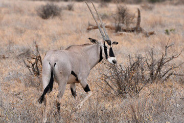 Oryx in Samburu National Reserve, Kenya