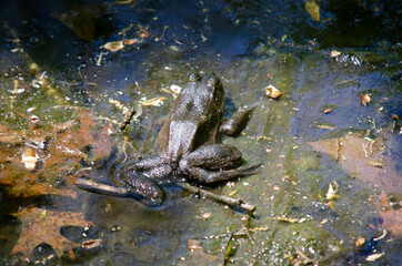 frog in the water