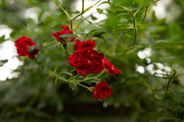 red roses in garden