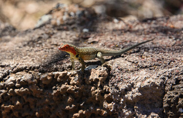 Female Galapagos lava lizard (Microlophus albemarlensis), Isla Santa Cruz, Galapagos Islands, Ecuador