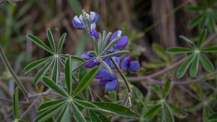 Image of a plant with blue flowers and long leaves.