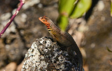 Female Galapagos lava lizard (Microlophus albemarlensis), Isla Santa Cruz, Galapagos Islands, Ecuador