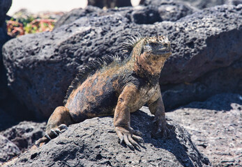 Marine iguana (Amblyrhynchus cristatus), Tortuga Bay, Isla Santa Cruz, Galapagos Islands, Ecuador