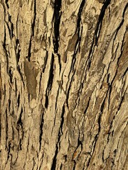 bark of a tree