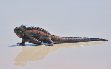 Marine iguana (Amblyrhynchus cristatus), Tortuga Bay, Isla Santa Cruz, Galapagos Islands, Ecuador