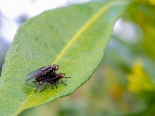 Macro photography of flies mating on a leaf in a garden near the colonial town of Villa de Leyva in the central Andean mountains of Colombia.