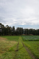 Landscape of a cultivation of grass, with a background of mountains in the Colombian Andes.