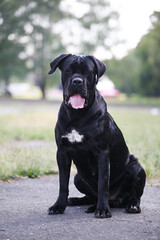 cane corso  in the park