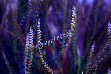 Fototapeta na wymiar Close-up Of Purple Flowers On Branch