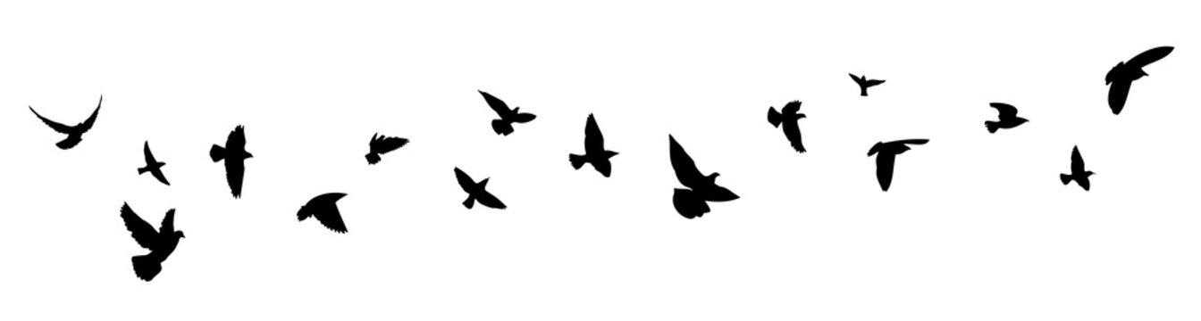 22 729 件の最適な 羽ばたく鳥 画像 ストック写真 ベクター Adobe Stock