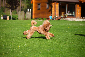 Red poodle running in the park