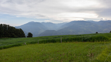 Fototapeta premium Landscape of a cultivation of grass, with a background of mountains in the Colombian Andes.