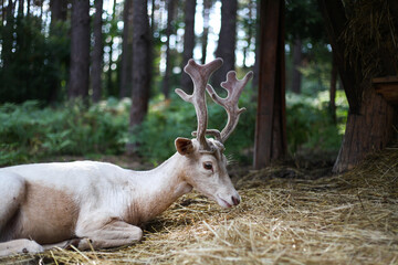 Deer in the forest