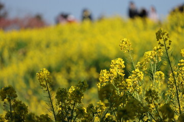 菜の花