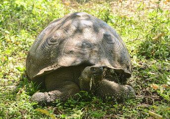 Fototapeta premium Galapagos giant tortoise (Chelonoidis nigra), El Chato Reserve, Galapagos Islands, Ecuador