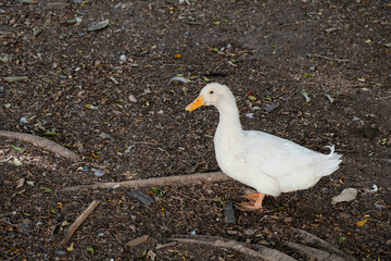 Happy duck and chicken in the farm.