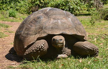 Fototapeta premium Galapagos giant tortoise (Chelonoidis nigra), El Chato Reserve, Galapagos Islands, Ecuador