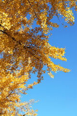 Golden yellow autumn leaves on a ginkgo tree in Yokohama city, Kanagawa, Japan.