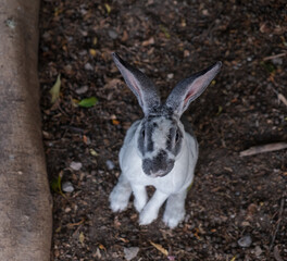 white rabbit on the ground