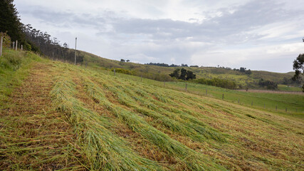 Landscape of a cultivation of grass, with a background of mountains in the Colombian Andes.