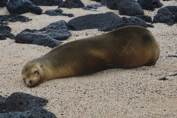 Galapagos sea lion (Zalophus wollebaeki) showing off, Isla Santa Cruz, Galapagos Islands, Ecuador