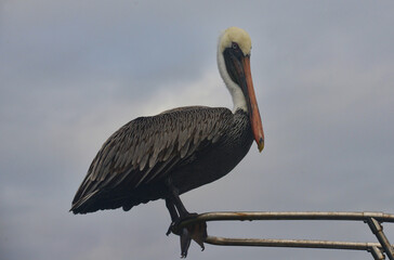 Brown pelicans (Pelecanus occidentalis), Isla Santa Cruz, Galapagos Islands, Ecuador