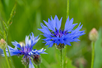 Macro of Centaurea cyanus, commonly known as cornflower or bachelor's button, in bloom