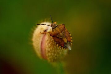 Macro of adult Carpocoris purpureipennis, shield bug, sitting on poppy bud