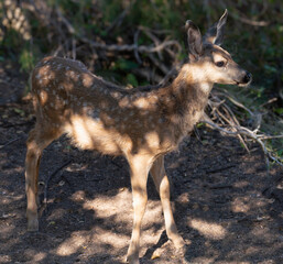A young fawn stands in the dappled light under a large tree.