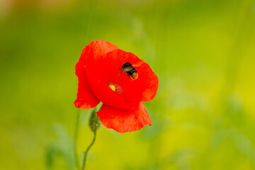 Macro of the red-tailed bumblebee (Bombus lapidarius) flying to a poppy flower to feed