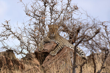 Leopard in Samburu National Reserve, Kenya