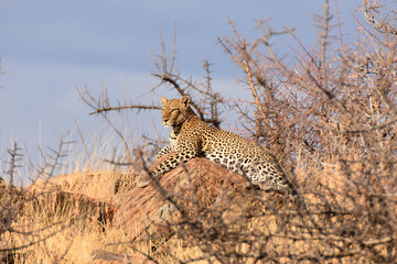 Leopard in Samburu National Reserve, Kenya