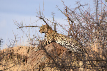 Leopard in Samburu National Reserve, Kenya